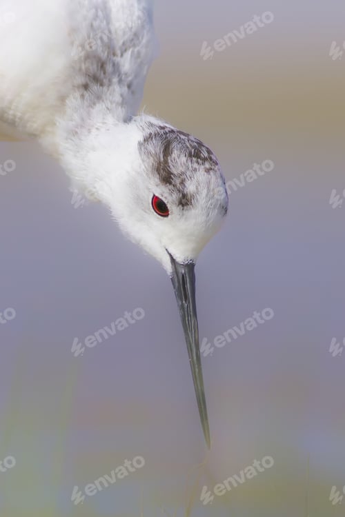 Preview: Bird Feeding. Black Winged Stilt. Himantopus Himantopus.