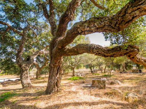 Preview: Big Cork Oaks In The Andalusian Countryside. During Summer, "Parque De Los Alcornocales"