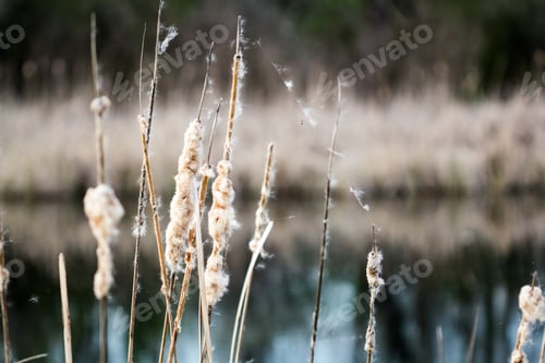 Preview: Landscape With Waterline, Reeds Birds And Vegetation