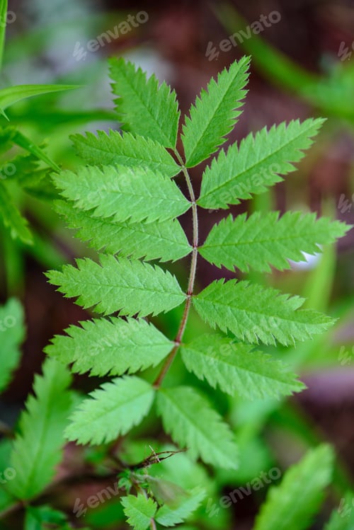 Preview: Green Spring Foliage Macro Close Up In Nature. Textured Background Image, Blur Background