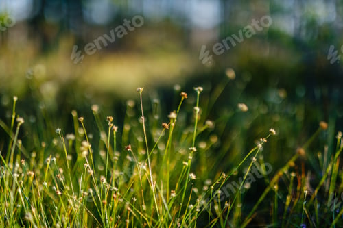 Preview: Blooming Plants In The Summer Forest On Green Blur Background. Decorative Abstract With Flowers