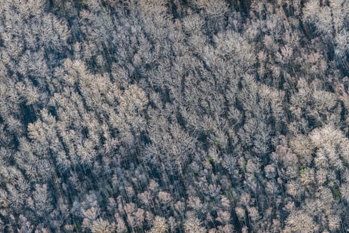 Preview: Aerial View Over The Top Of Trees And Forest