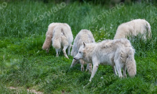 Preview: Arctic Wolves In The Forest