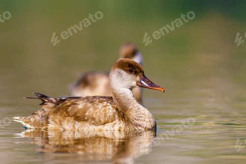 Preview: Swimming Duck. Colorful Nature Background. Common Duck: Female Red Crested Pochard. Netta Rufina.