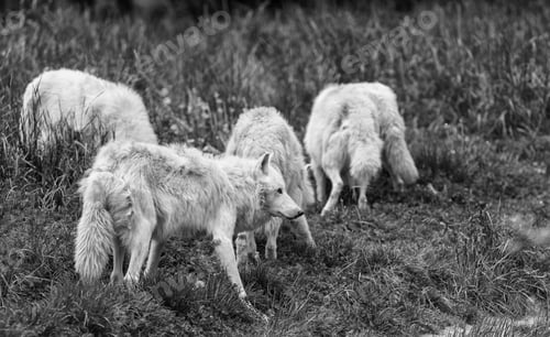 Preview: Large Adult Arctic Wolves In The Forest