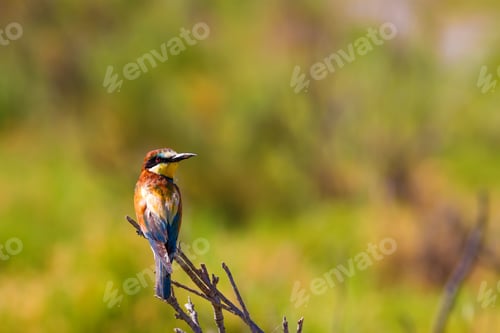 Preview: Colorful Bird. Blue Sky Nature Background.