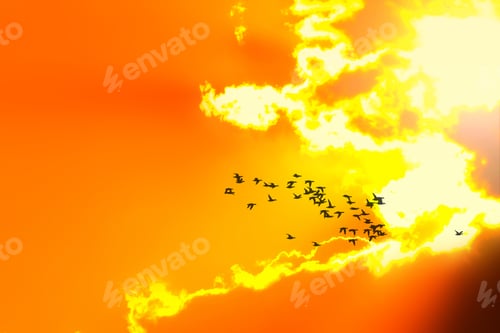 Preview: Sunset And Nature. Flying Birds. Sunset Nature Background.