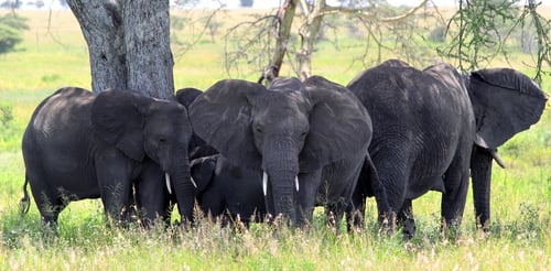 Preview: African Elephants