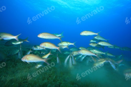 Preview: Shoal Of Goatfish Feeding Over Seagrass
