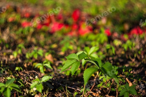 Preview: Landscape Of Early Autumn, The Old Park, Trees, Green Grass, Bright Red And Yellow Leaves
