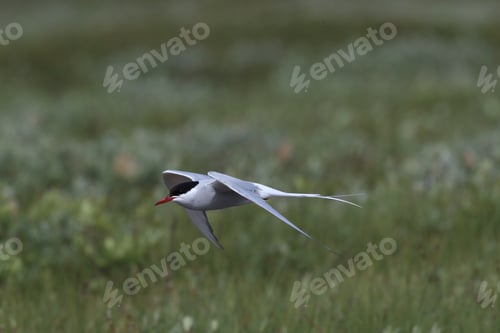 Preview: Arctic Tern (Sterna Paradisaea) Iceland