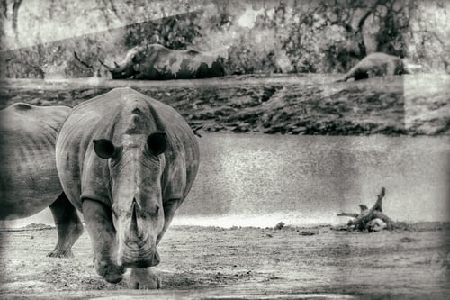 Preview: Vanishing Africa: Vintage Style Image Of A White Rhinoceros In Hlane National Park, Swaziland