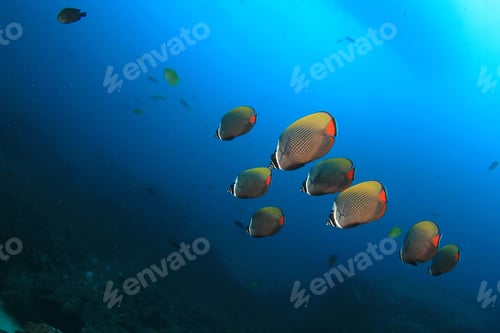 Preview: Butterflyfish On Coral Reef Underwater