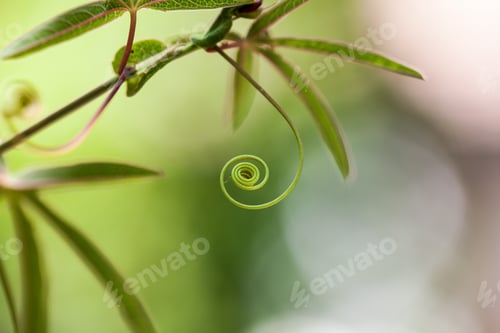 Preview: Passion Flower (Passiflora Incarnata) With Details