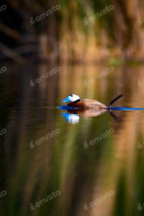 Preview: Swimming Duck. White Headed Duck. Green Nature Background.
