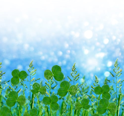 Preview: Green Clover Leaves On A Background Summer Landscape