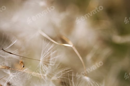 Preview: Dandelion Seeds With Natural Background