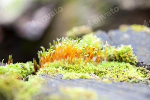 Preview: Abstract, Colorful Composition With Blurred Moss Flowers In Spring