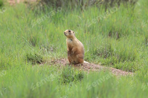 Preview: Utah Prairie Dog - Bryce Canyon National Park