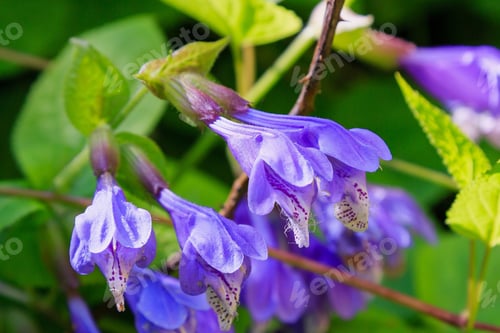 Preview: Dracocephalum Nutans In Natural Background. Medicinal And Nectar Plant