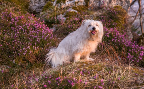 Preview: White Dog Playing In The Spring Flowers