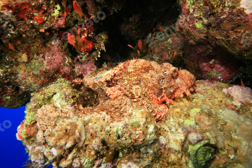 Preview: Smallscale Scorpionfish (Scorpaenopsis Oxycephala)