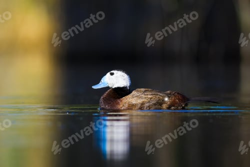 Preview: Swimming Duck. Colorful Nature Background. Bird: White Headed Duck. Oxyura Leucocephala.