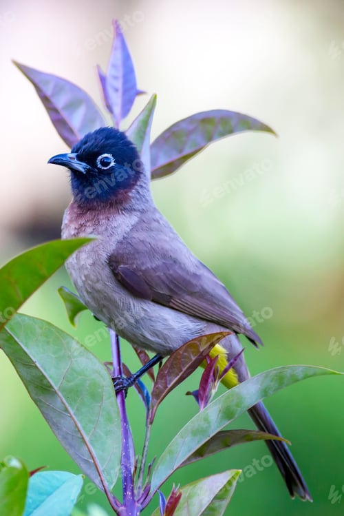 Preview: Cute Bird White Spectacled Bulbul. Nature Backgound. Pycnonotus Xanthopygos.
