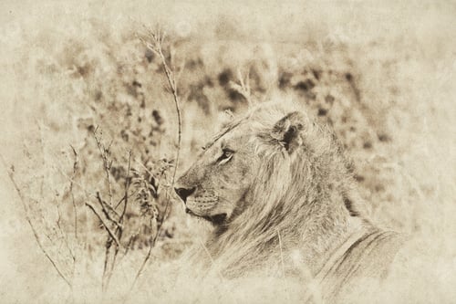 Preview: Vanishing Africa: Vintage Style Image Of An African Lion In The Maasai Mara National Park, Kenya
