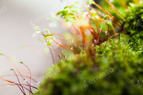 Preview: Abstract, Colorful Composition With Moss Flowers In Spring