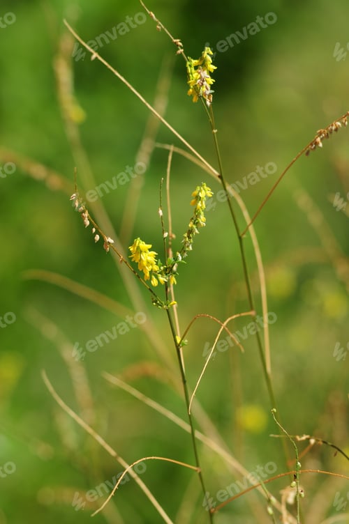 Preview: Melilotus Officinalis (Yellow Sweet Clower)