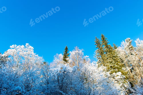 Preview: Snowy Winter Trees On Bright Blue Sky Background