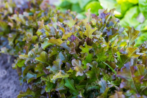 Preview: Young Brown Lettuce Growing In Ecological Garden. Beautiful Photo Of Summertime Young Plants