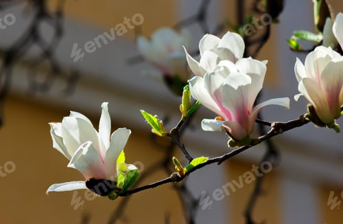 Preview: Beautiful Flowers Of White Magnolia. Beautiful Spring Background