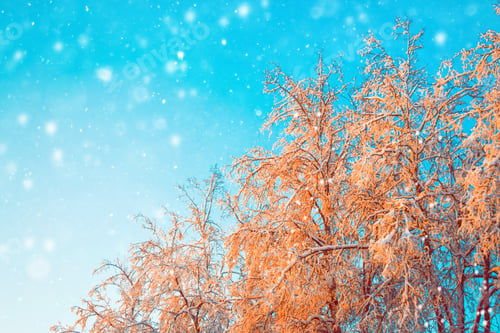 Preview: Frozen Winter Forest With Snow Covered Trees. Outdoor