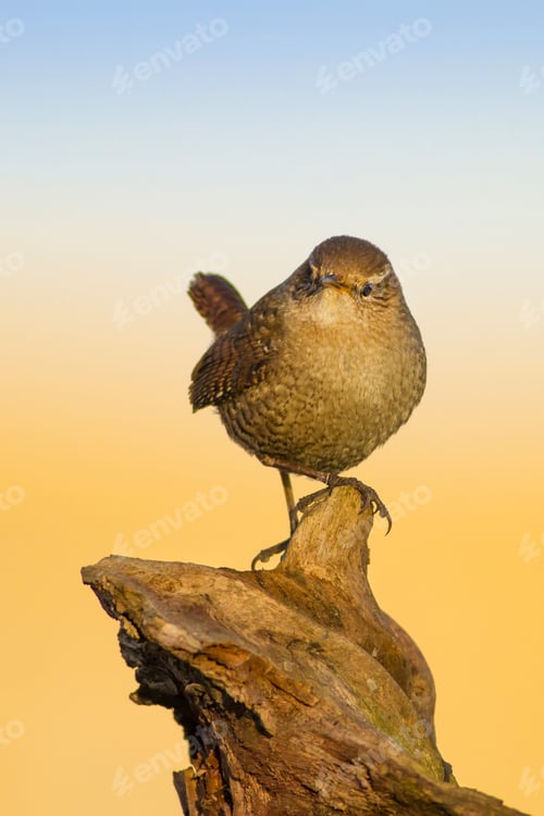 Preview: Cute Bird. Dry Tree. Yellow Blue Nature Background.