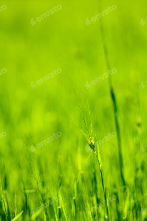 Preview: Abstract Texture And Background With Blurred Green Grass