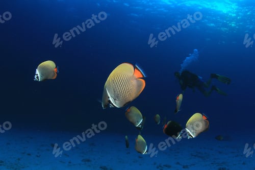 Preview: Scuba Dive Coral Reef And Fish Underwater