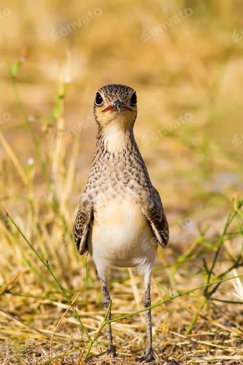 Preview: Cute Bird. Collared Pratincole / Glareola Pratincola