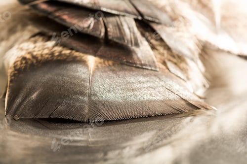Preview: Colorful Rooster Feather With Details And Reflexions