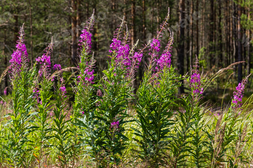 Preview: Purple Flowers Of Fireweed, Rosebay Willowherb, Epilobium Angustifolium, French Willow, Ivan-Tea In