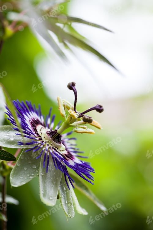 Preview: Passion Flower (Passiflora Incarnata) With Details