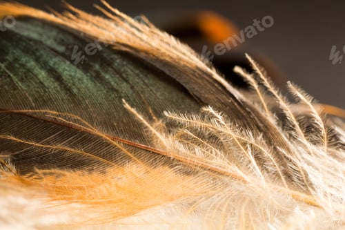 Preview: Colorful Rooster Feather With Details And Reflexions