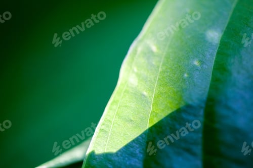Preview: Green, Abstract Composition With Leaf Texture And Soft Focus