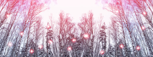 Preview: Frozen Winter Forest With Snow Covered Trees.