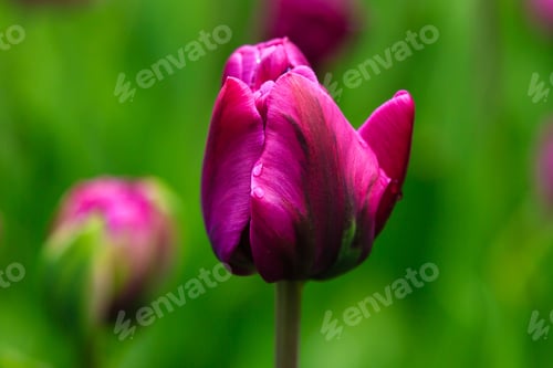 Preview: Purple Flower Of Tulip Sort Double You. Hybrids Of Tulips - A Beautiful Spring Bulbs. Growing