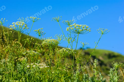 Preview: Heracleum Flowers In Natural Habitat, Armenia