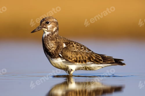 Preview: Cute Water Bird. Colorful Nature Background. Bird: Ruddy Turnstone.