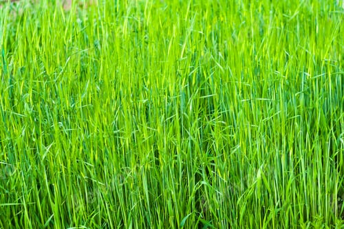 Preview: Spring Or Summer Natural Abstract Background With Grass In The Garden