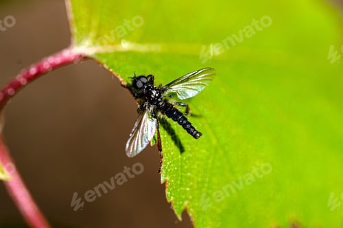 Preview: Forest Vegetation Details In Summer Nature. Abstract Textures And Blur Backgrounds